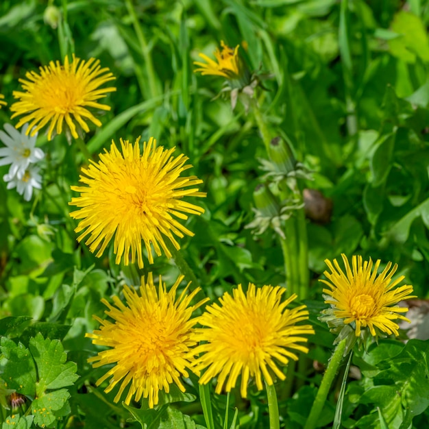 Sonnenblüten des Löwenzahnblumen