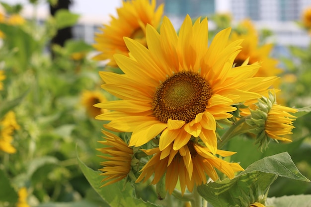 Sonnenblume, als Tapete verwenden