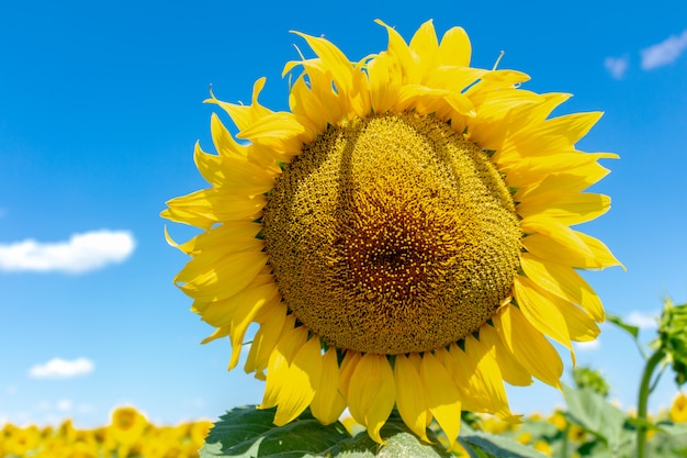 Sonnenblume am blauen Himmel