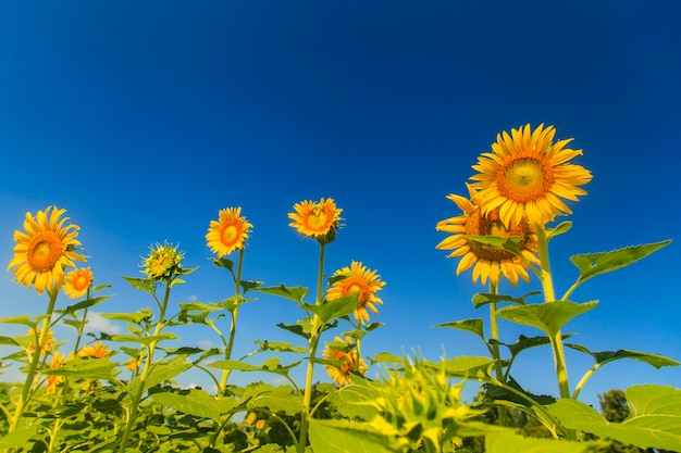 Sonnenblume am blauen Himmel