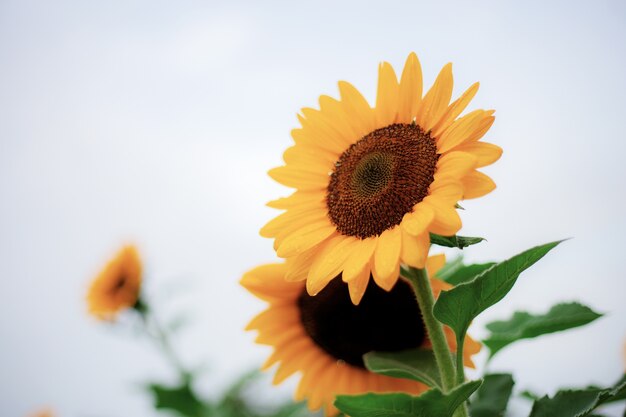 Sonnenblume am Himmel.