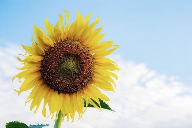 Foto sonnenblume am himmel