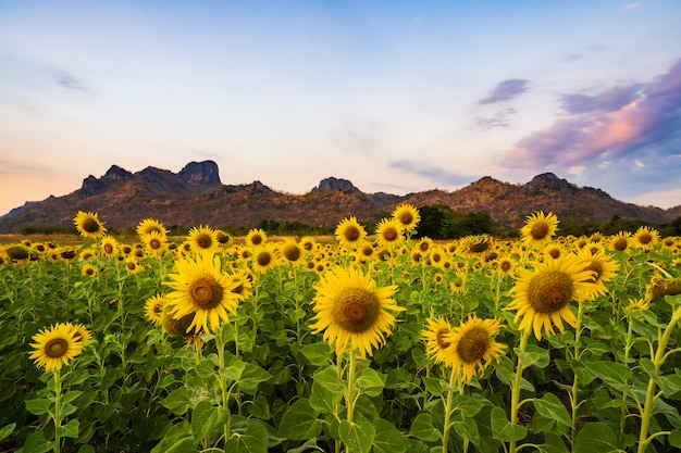 Sonnenblume am Kao Jeen Lae Berg in Lopburi, Thailand