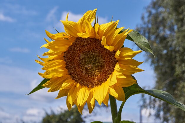 Sonnenblume an einem sonnigen Tag