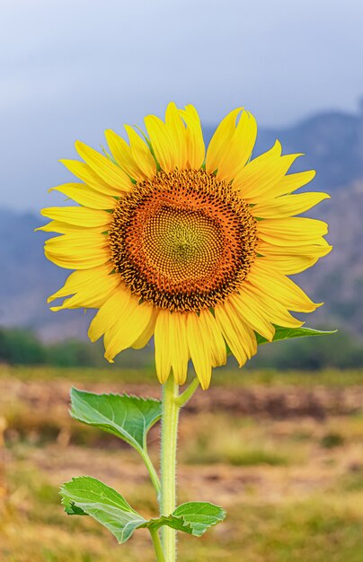 Sonnenblume an einem Tag mit trockenem Wetter