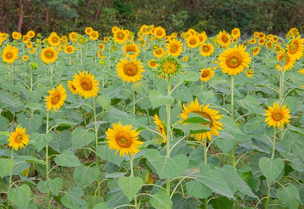 Sonnenblume an einem Tag mit trockenem Wetter