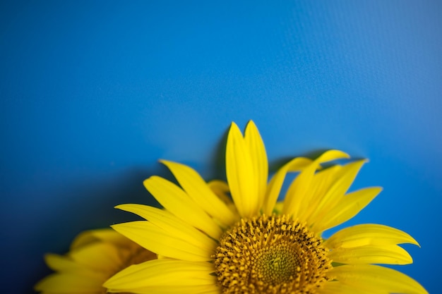 Sonnenblume auf blauem Grund