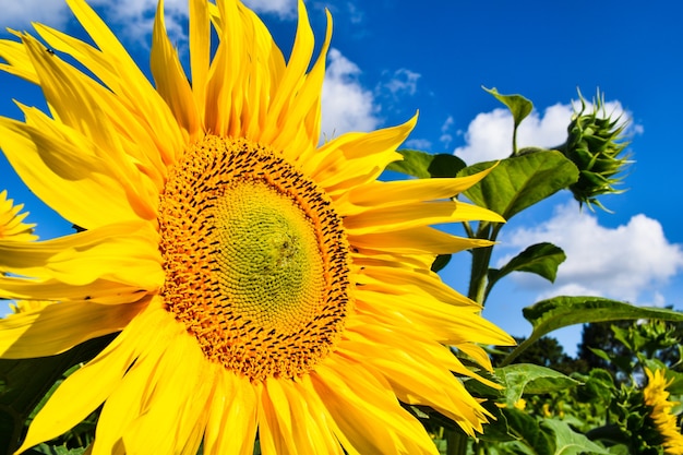 Sonnenblume auf blauem Himmel