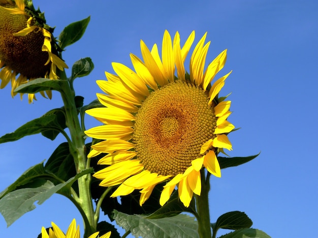 Sonnenblume auf dem feld in der region rostow in russland