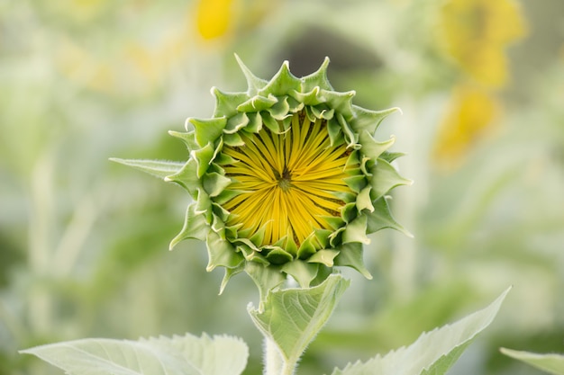 Sonnenblume auf dem Feld mit der Natur