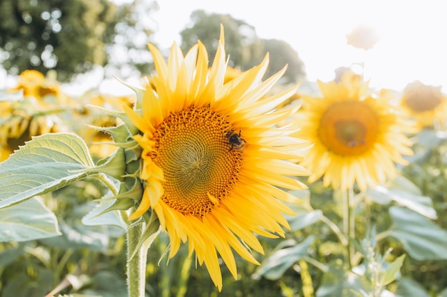 Sonnenblume auf den Feldern und Biene mit Sonnenlicht im Sonnenuntergang