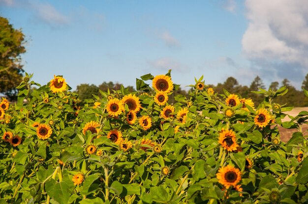 Sonnenblume auf einem Feld