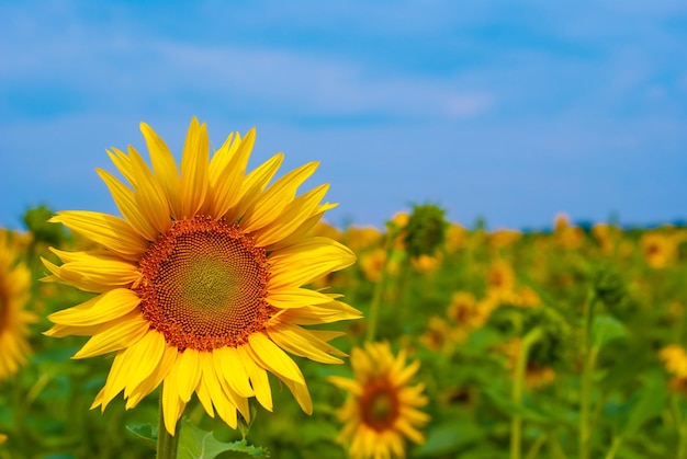 Sonnenblume auf einem Gebiet mit Himmel