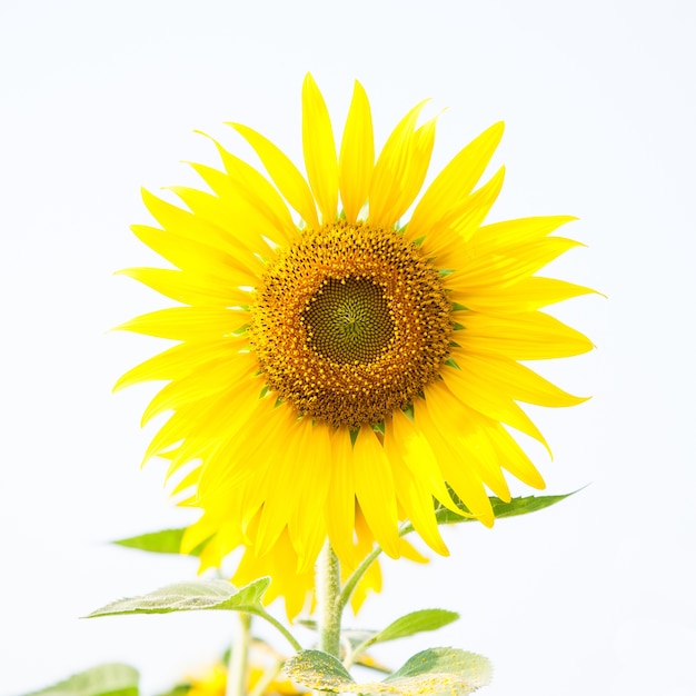 Sonnenblume auf einem Gebiet