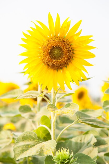 Sonnenblume auf einem Gebiet