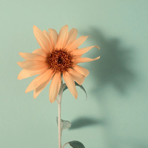 Sonnenblume auf einem grünen Papierhintergrund minimalistischer Blumenhintergrund