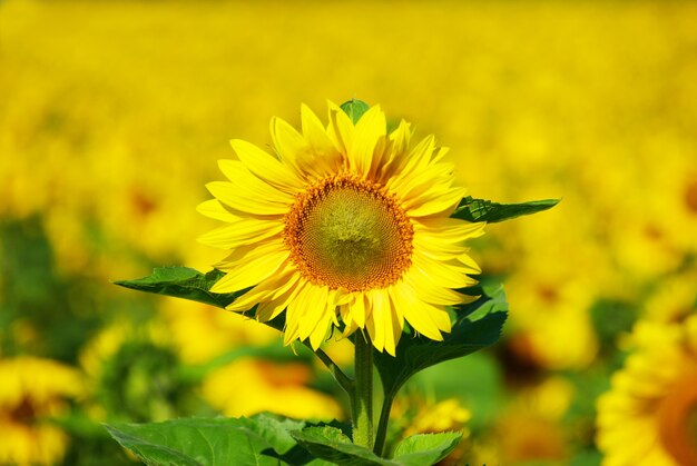 Sonnenblume auf entgratetem Hintergrund