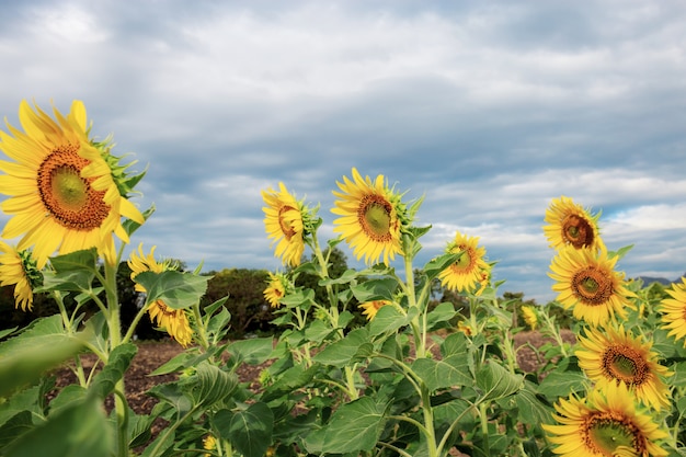 Sonnenblume auf Feld mit Himmel.