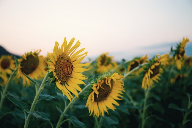 Sonnenblume auf Feld.