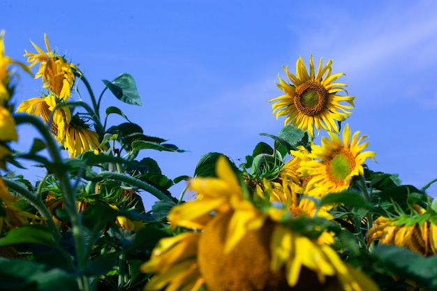 Sonnenblume auf Sommerhintergrund. Selektiver Fokus. Sonnenblumenfeldhintergrund. Nahaufnahme der Sonnenblumenstruktur