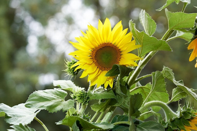 Sonnenblume auf weißem Hintergrund.