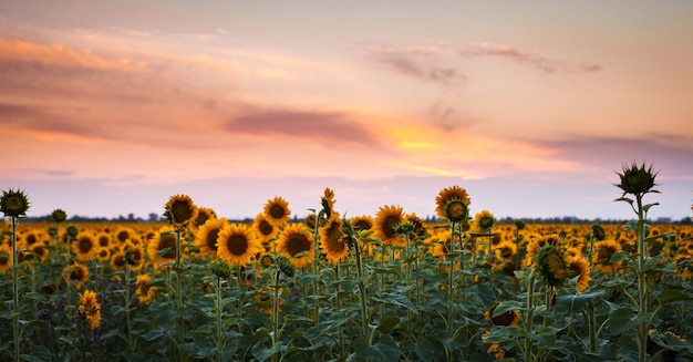 Sonnenblume bei Sonnenuntergang