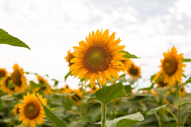 Sonnenblume blühende Blume natürlichen Hintergrund Erntezeit Landwirtschaft Landwirtschaft Ölproduktion