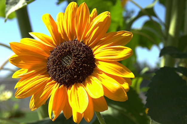 Foto sonnenblume blüht im sommer