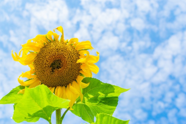 Sonnenblume, die gegen einen blauen bewölkten Himmel blüht