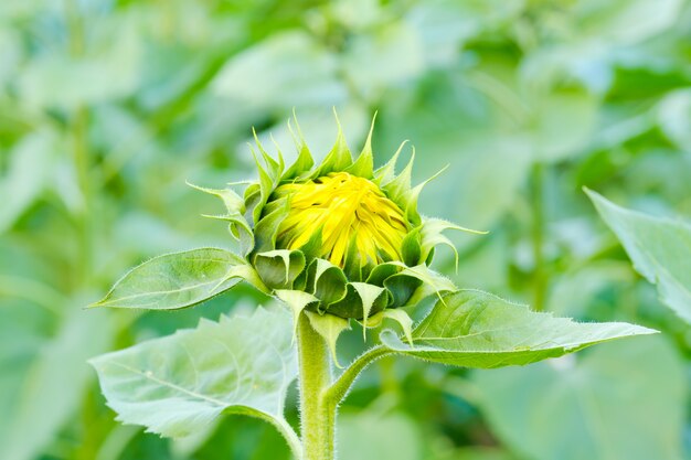 Sonnenblume, die im Garten blüht