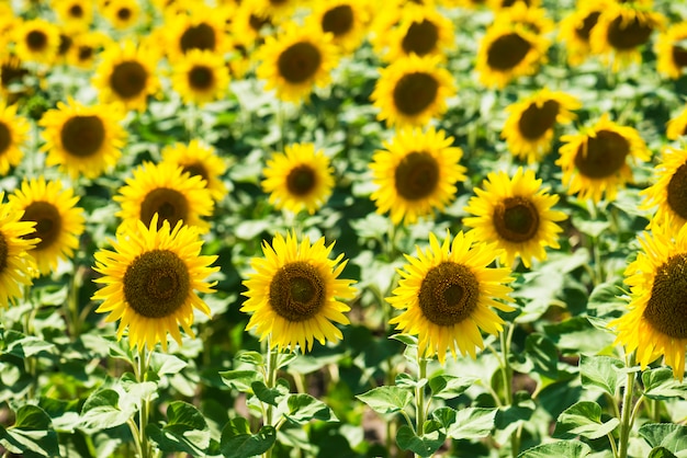 Sonnenblume, die in einem Feld blüht