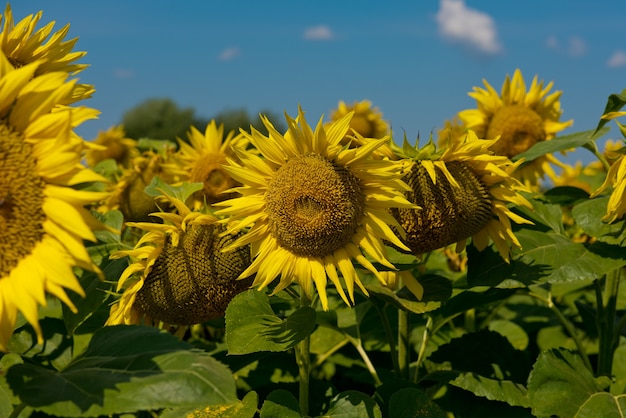 Sonnenblume, die in einem Sonnenblumenfeld blüht. Nahaufnahme.