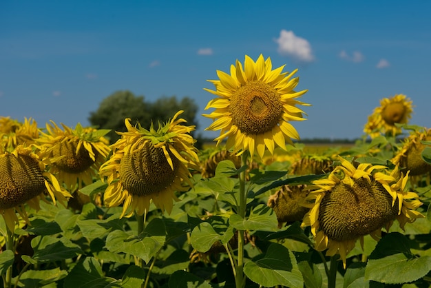 Sonnenblume, die in einem Sonnenblumenfeld blüht.