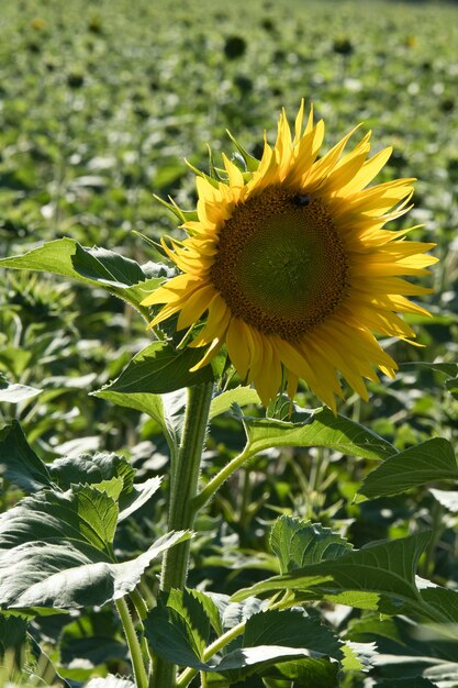 Sonnenblume einzeln auf einem Sonnenblumenfeld gezeigt Runde gelbe Blume Sonnenblume