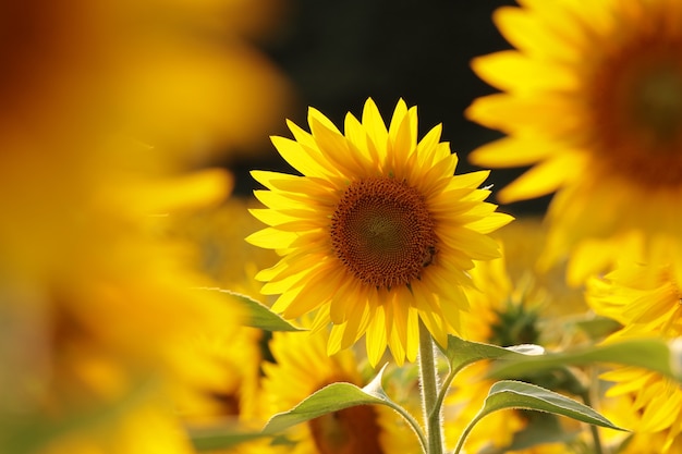 Sonnenblume Helianthus annuus im Feld bei Sonnenuntergang