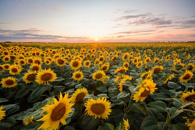 Sonnenblume Hintergrund. Großes Feld von blühenden Sonnenblumen gegen untergehende Sonne