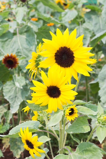 Sonnenblume im Bauernhof