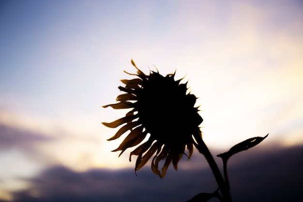 Sonnenblume im Feld bei Sonnenuntergang.