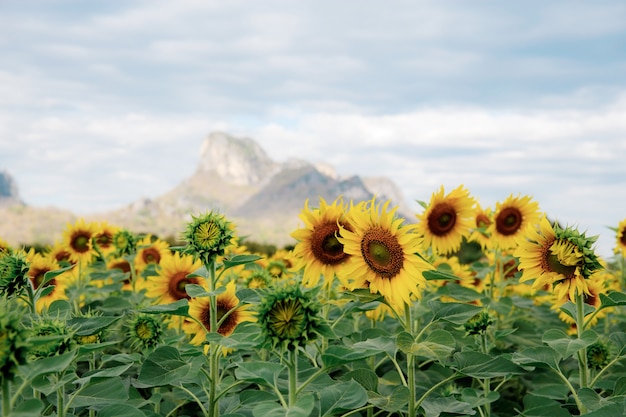 Sonnenblume im Feld.