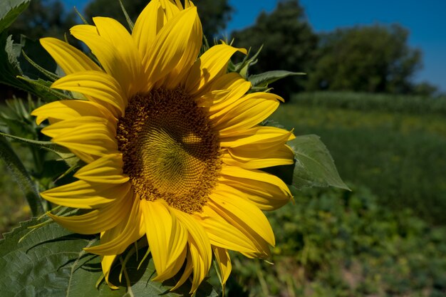 Sonnenblume im Garten.