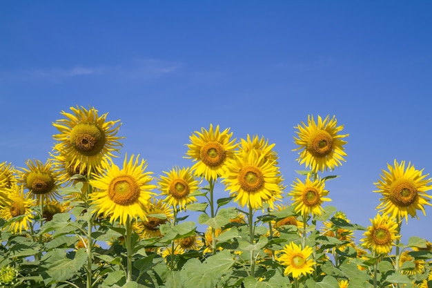 Sonnenblume im Garten