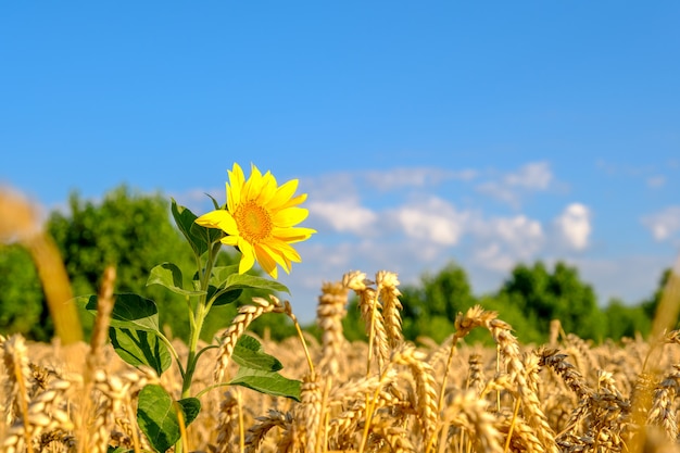 Sonnenblume im reifen goldfarbenen Weizenfeld