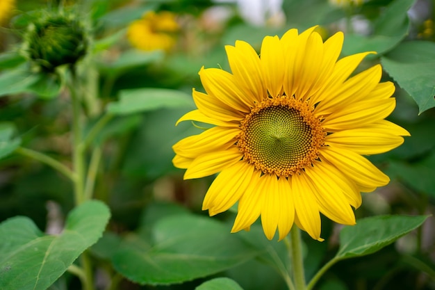 Sonnenblume im warmen Abendlicht