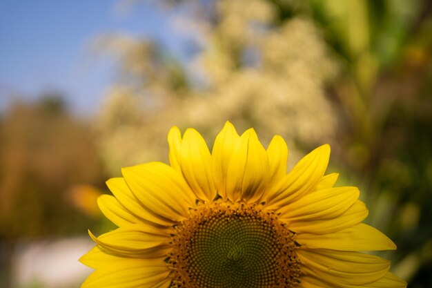Sonnenblume im warmen Sonnenlicht