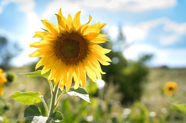 Sonnenblume in der Sonne.