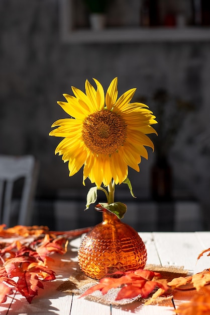 Sonnenblume in einer Vase auf einem Farbtisch in den Sonnenstrahlen im Herbst