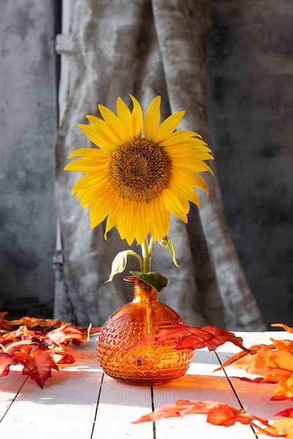 Sonnenblume in einer Vase auf einem Farbtisch in den Sonnenstrahlen im Herbst