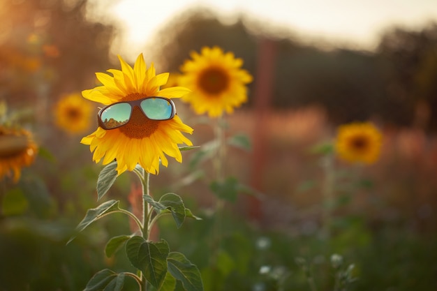 Sonnenblume in Gläsern auf Naturgrün. Sommerferienkonzept.