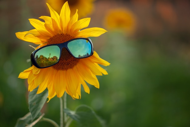 Sonnenblume in Gläsern auf Naturgrün. Sommerferienkonzept.