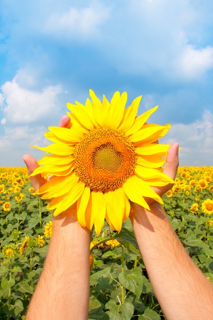 Sonnenblume in Palmen